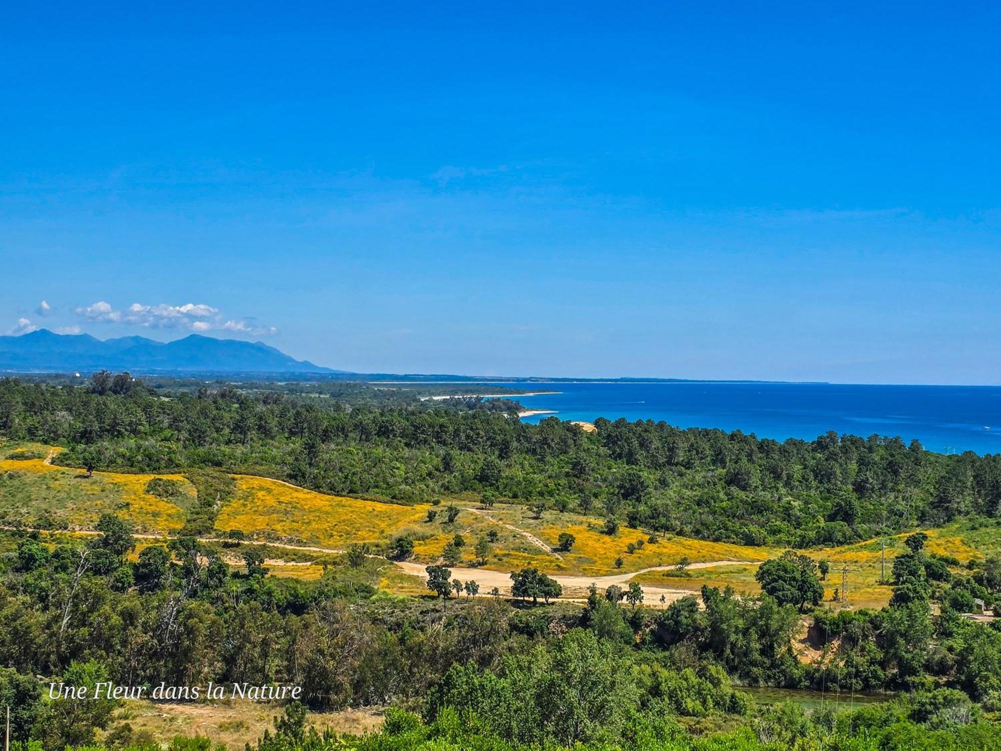 Gite L'Appart De Case Vanille Sari-Solenzara Εξωτερικό φωτογραφία